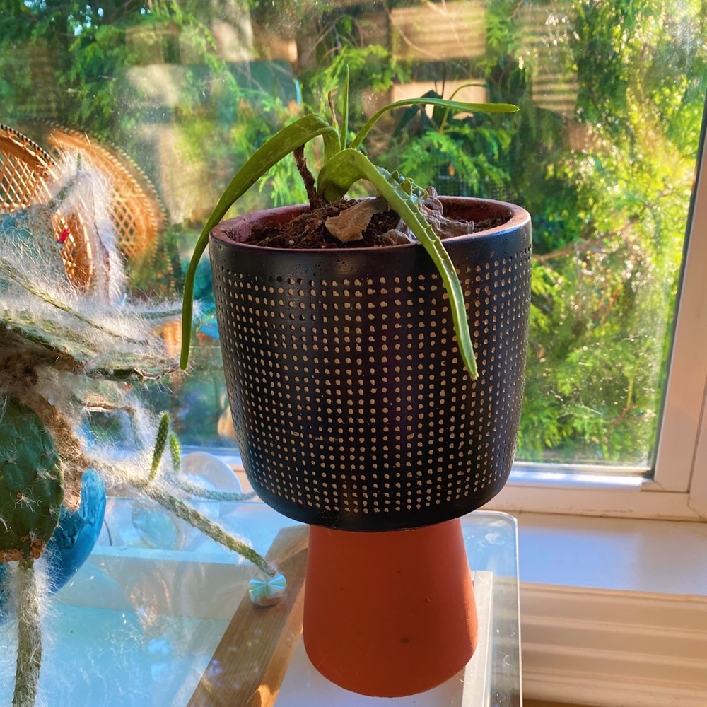 Handmade By Me Planter Terracota Dot 🔮 - Picture 13 of 16